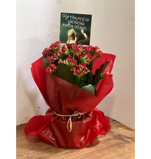 Kırmızı Kalonşo (Kalanchoe) Çiçeği, Saksıda
